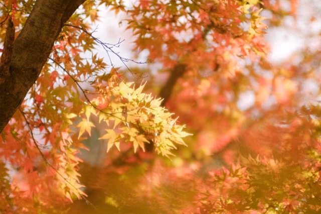 秋の夜長を楽しむおすすめのアロマの香りは